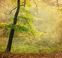 arbre10_11_10 n02bis